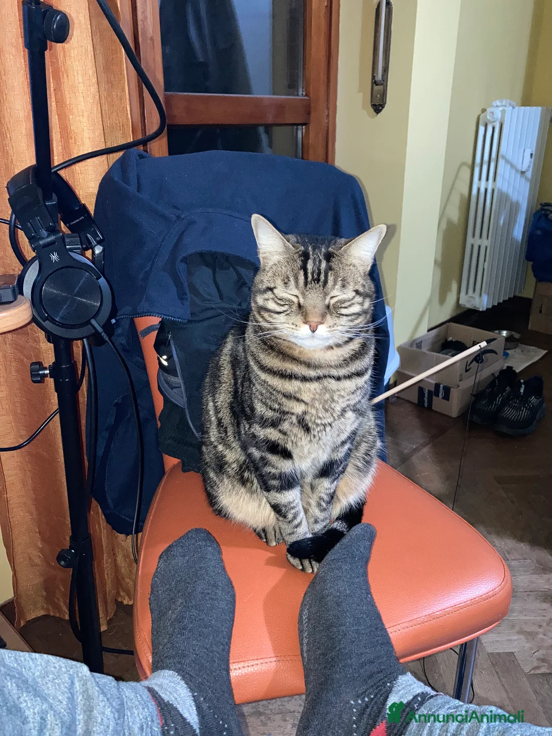 Europeo gatti in regalo: Gatto maschio adulto (sterilizzato) - Annuncio 13