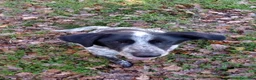 Meticcio cani in regalo: 12anni kg12/12 x 8anni in 1lager!! SOS CASA LAZI9 a Città metropolitana di Milano - Annuncio 2