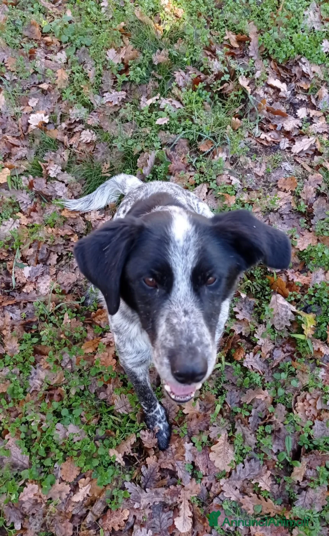 Meticcio cani in regalo: 12anni kg12/12 x 8anni in 1lager!! SOS CASA LAZI9 a Città metropolitana di Milano - Annuncio 2