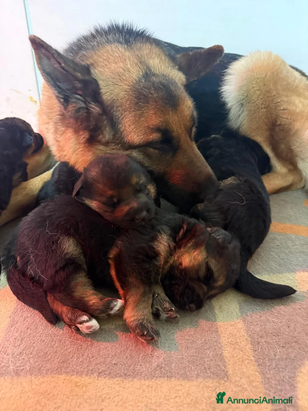 Pastore Tedesco cani in vendita: Cuccioli di pastore tedesco - Annuncio 2