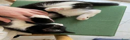 Europeo gatti in regalo: Gattini in adozione  a Provincia di Padova - Annuncio 15