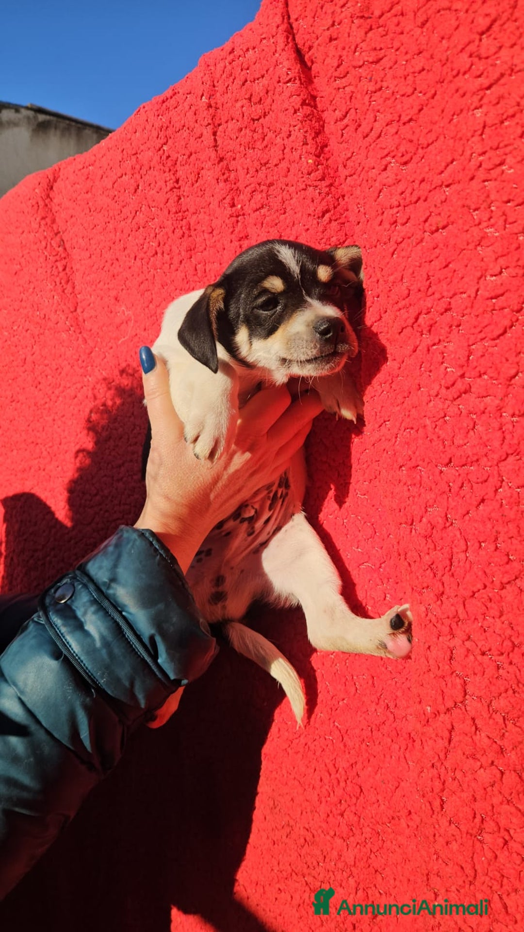 Meticcio cani in regalo: ERMES: CUCCIOLO TAGLIA PICCOLA  - Annuncio 2