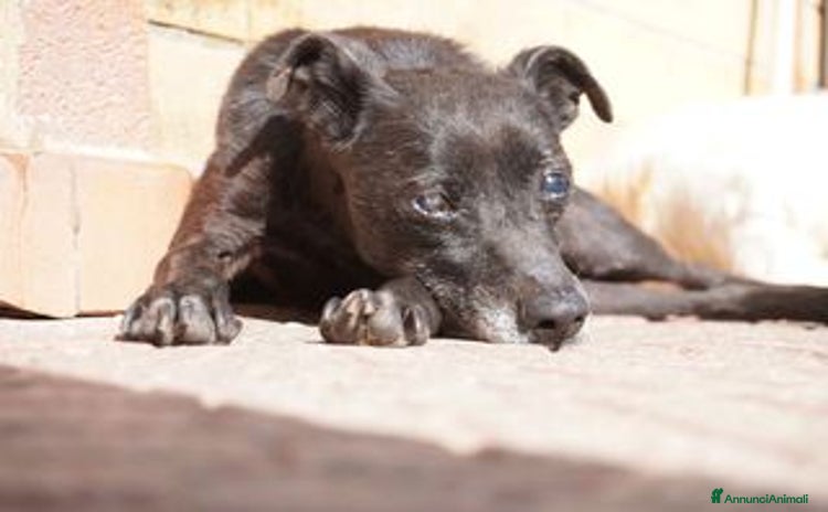 Pinscher Tedesco cani - Annuncio 2