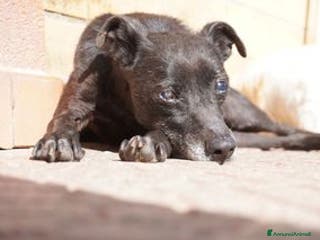 Pinscher Tedesco cani Bobby, super adozione del cuore - Annuncio 4