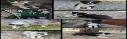 Border Collie cani in vendita: Cuccioli di border collie ( bordercollie) - Annuncio 1