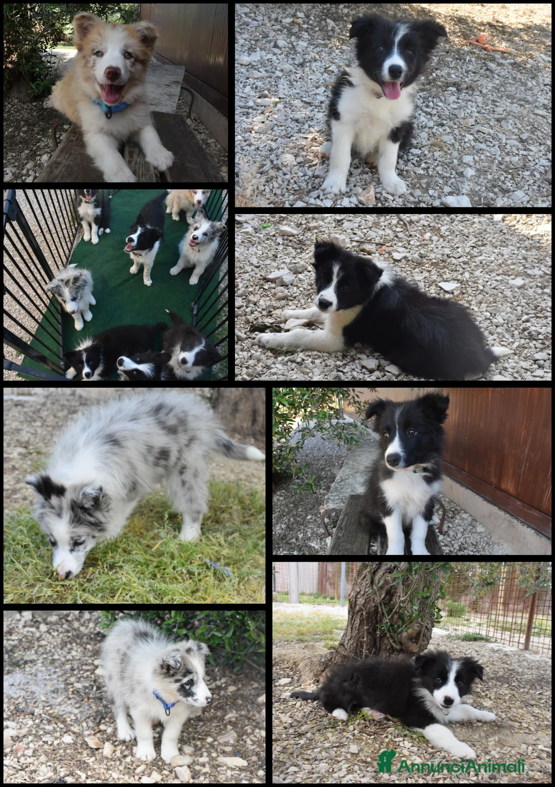 Border Collie cani in vendita: Cuccioli di border collie ( bordercollie) - Annuncio 1
