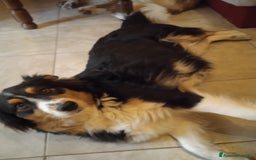 Australian Shepherd cani in vendita: Cuccioli pastore australiano/australian shepherd a Provincia di Viterbo - Immagine 2