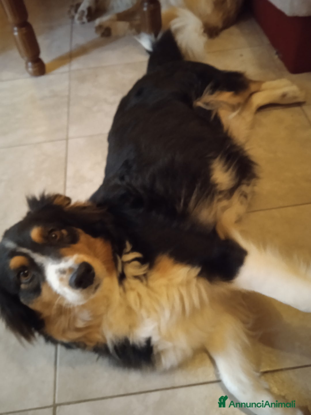 Australian Shepherd cani in vendita: Cuccioli pastore australiano/australian shepherd a Provincia di Viterbo - Immagine 2
