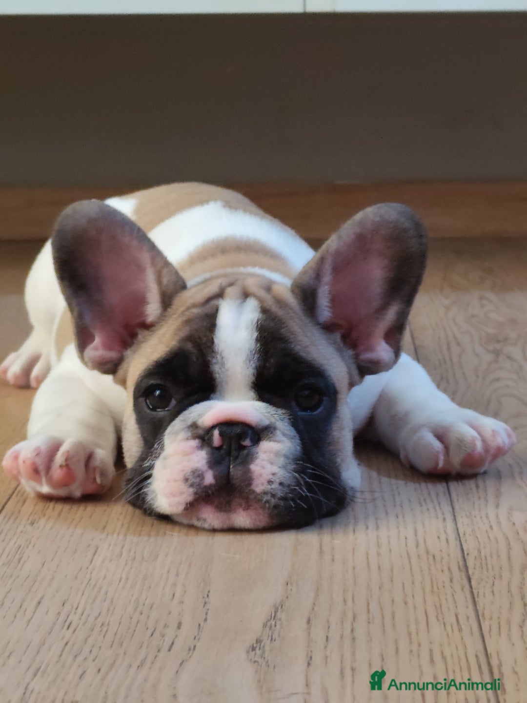 Bulldog Francese cani in vendita: Cuccioli bulldog francese a Provincia di Ancona - Immagine 1
