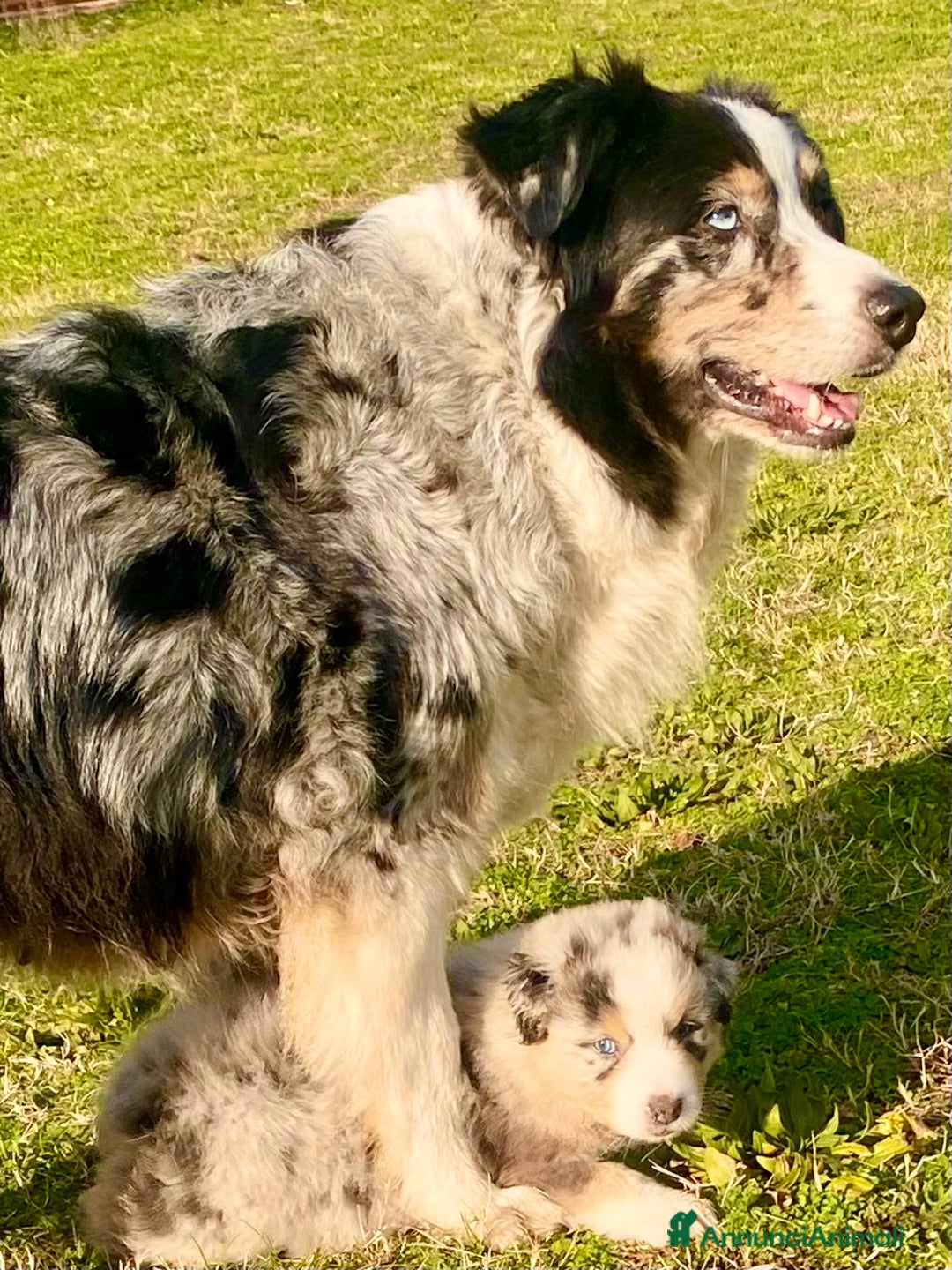 Australian Shepherd cani in vendita: Australian Shepherd pastore australiano maschio - Annuncio 3
