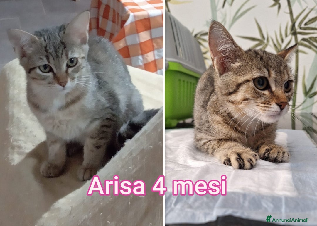 Altre razze gatti in regalo: SERVONO ADOZIONI PER SALVARLI! - Annuncio 1