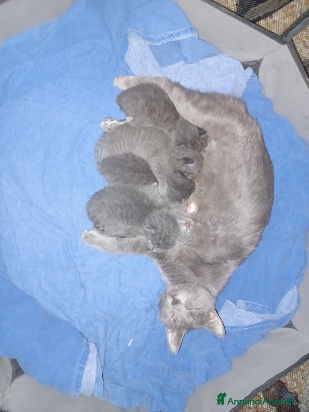 Meticcio gatti in vendita: Gattino certosino  - Annuncio 2