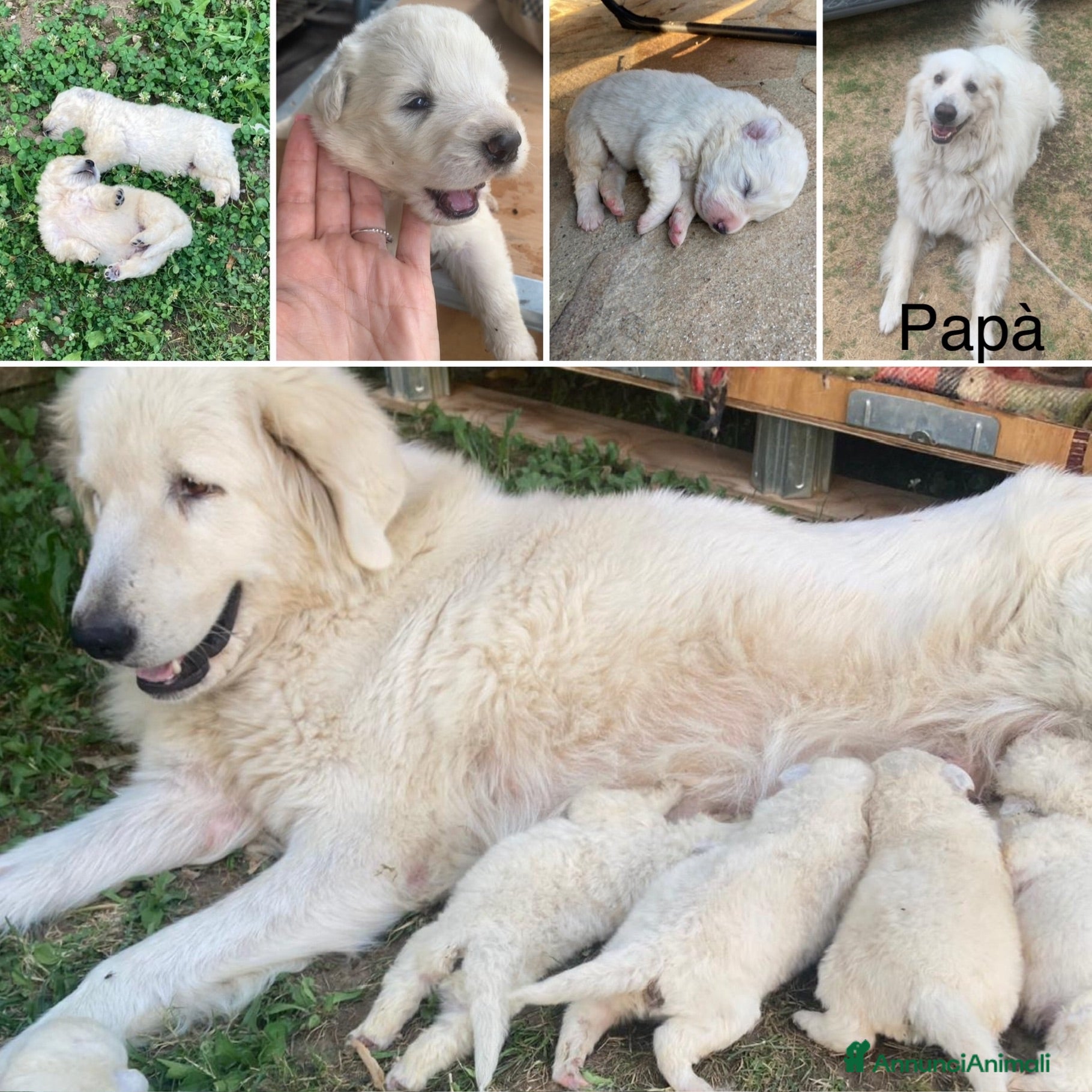 Pastore Abbruzzese Maremmano cani Cuccioli di Pastore Maremmano Abbruzzese  - Annuncio 3