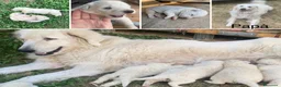 Pastore Abbruzzese Maremmano cani in vendita: Cuccioli di Pastore Maremmano Abbruzzese  a Provincia di Cuneo - Annuncio 1