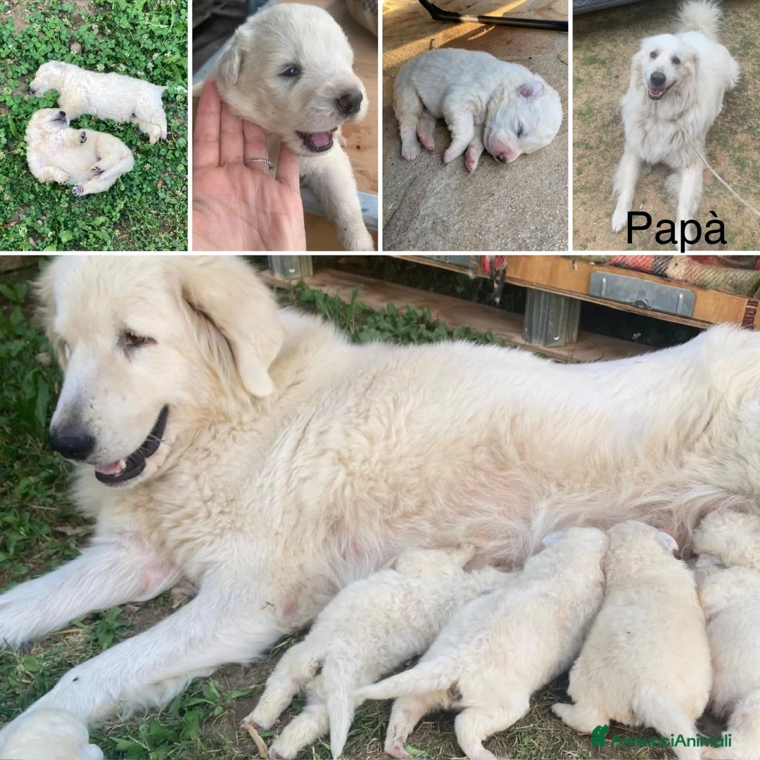 Pastore Abbruzzese Maremmano cani in vendita: Cuccioli di Pastore Maremmano Abbruzzese  a Provincia di Cuneo - Annuncio 1