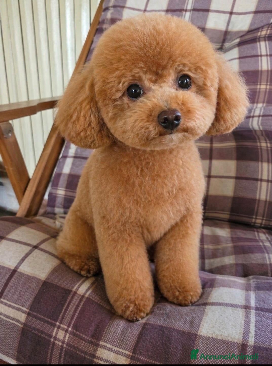 Maltipoo cani Maltipoo - Annuncio 17