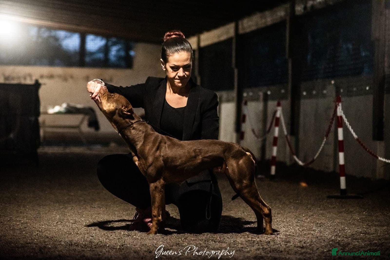 Pitbull cani in vendita: Ultime femmine Pitbull ukc  - Annuncio 4
