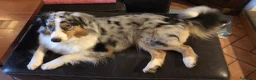 Australian Shepherd cani in vendita: Meravigliosi cuccioli di Pastore Australiano - Annuncio 1