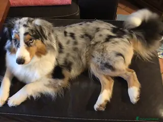 Australian Shepherd cani Meravigliosi cuccioli di Pastore Australiano - Annuncio 1