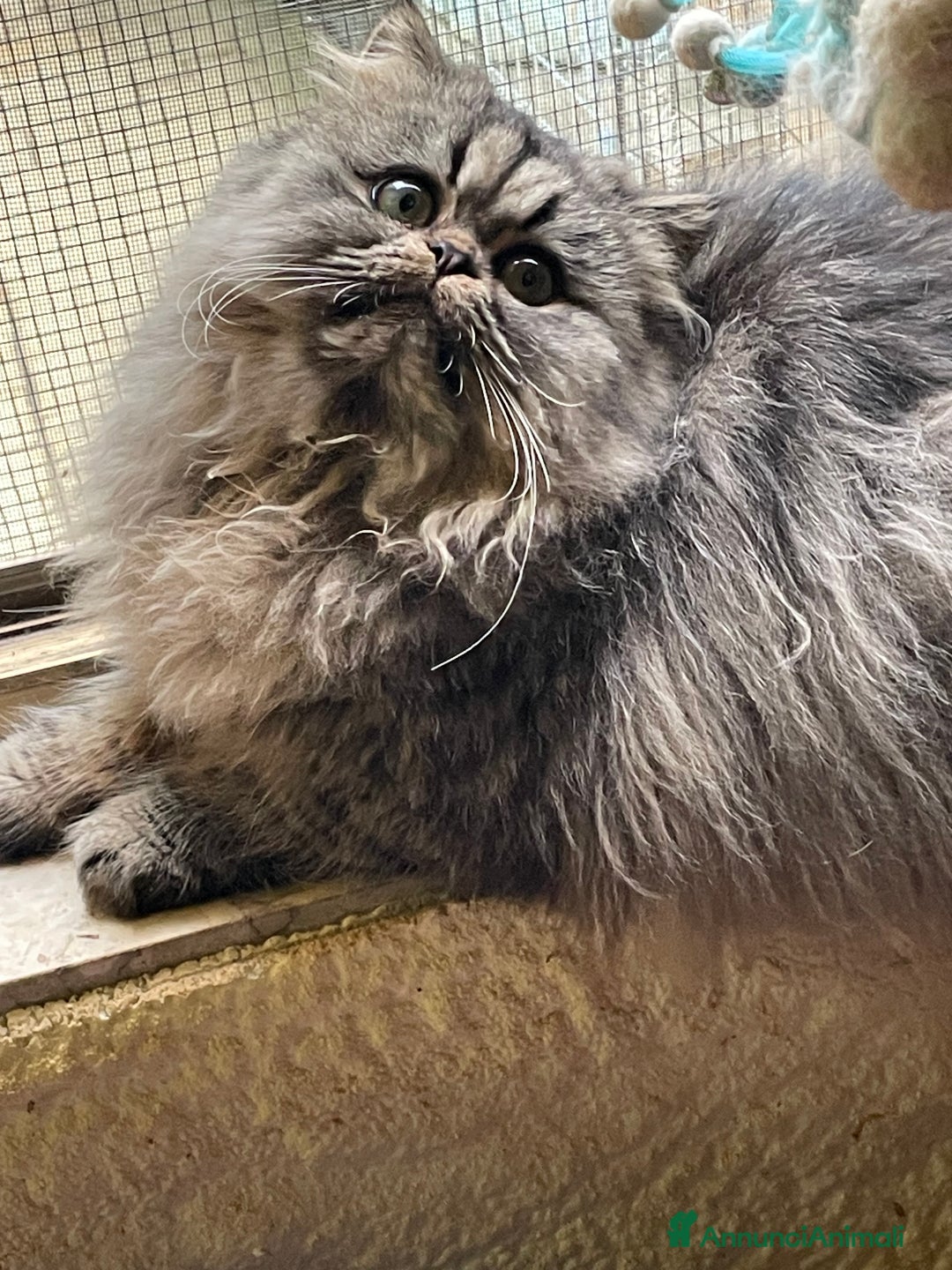 Persiano gatti in vendita: gatto persiano tabby con pedigree - Annuncio 9