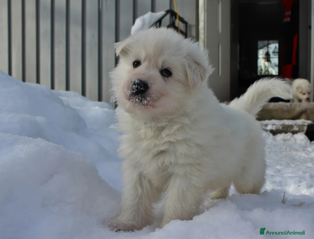 Pastore Bergamasco cani in regalo: Cuccioli di pastore bianco svizzero da dare - Annuncio 1