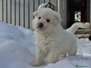 Pastore Bergamasco cani Cuccioli di pastore bianco svizzero da dare - Annuncio 1