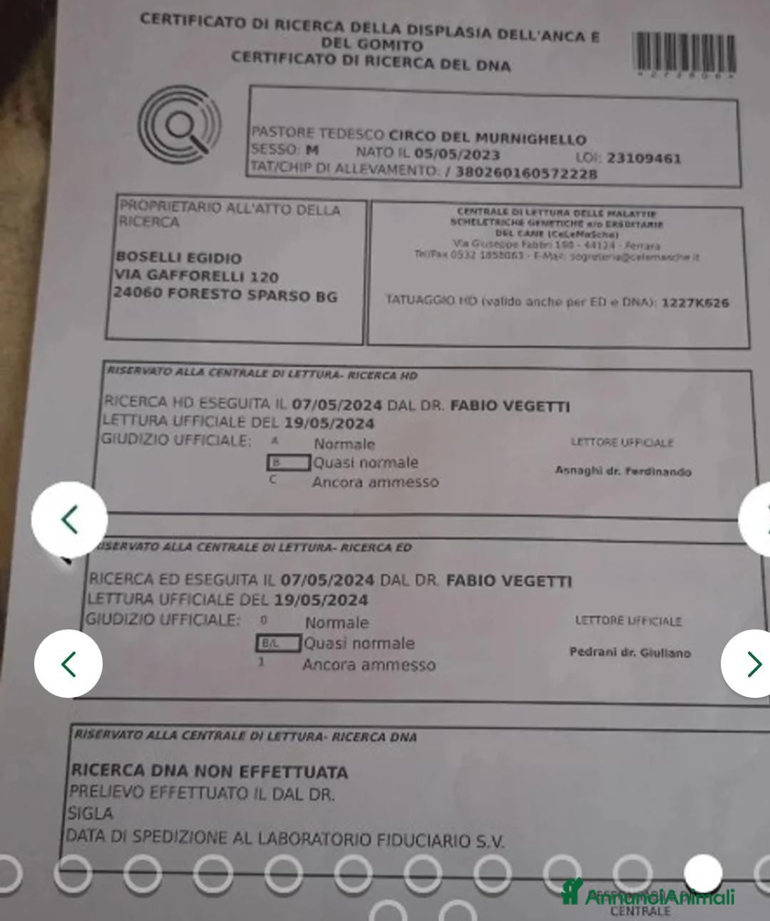 Pastore Tedesco cani in vendita: splendidi cuccioli  - Annuncio 20