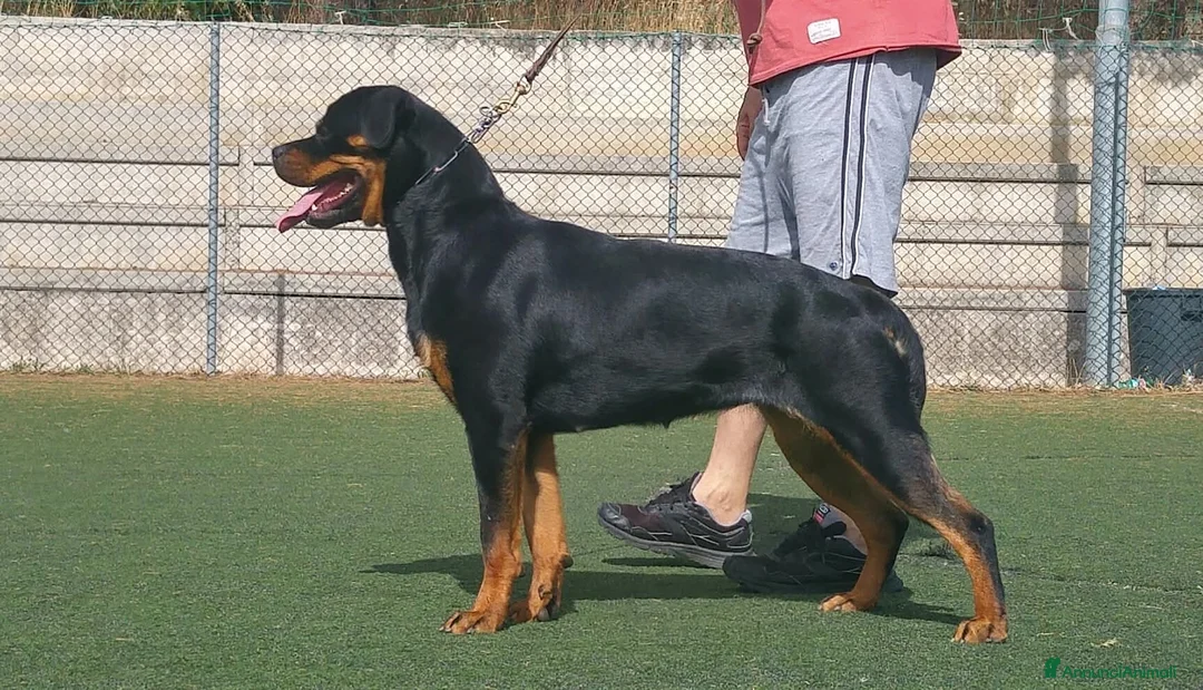 Immagine della galleria {{count}}