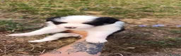 Border Collie cani in vendita: Cuccioli di Border Collie - Annuncio 7