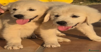 Golden Retriever cani a Provincia di Livorno - Annuncio 14