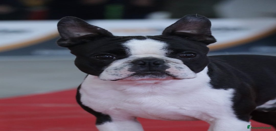 Immagine della galleria {{count}}