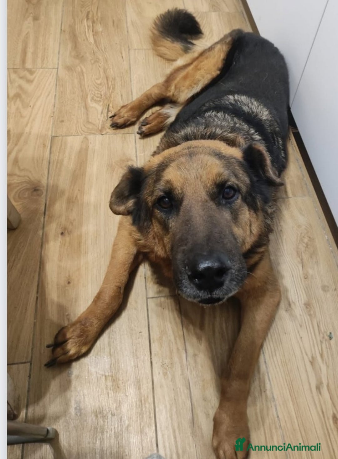 Meticcio cani in regalo: Pastore 11anni PRESTO TORNA IN CANILE.ROMA URGENTE - Annuncio 4