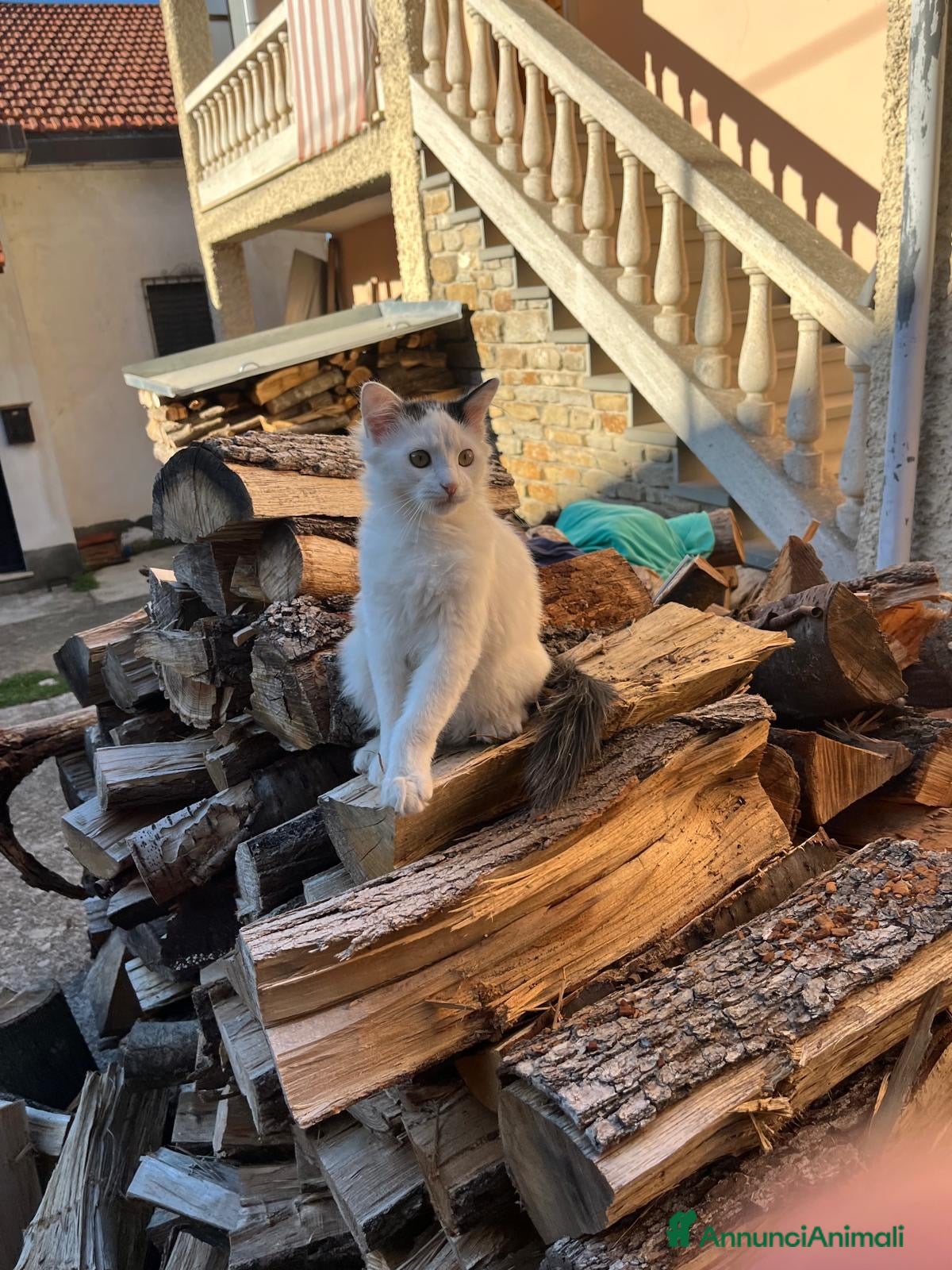 Meticcio gatti Cucciolo di gatto - Murazzano - Annuncio 17