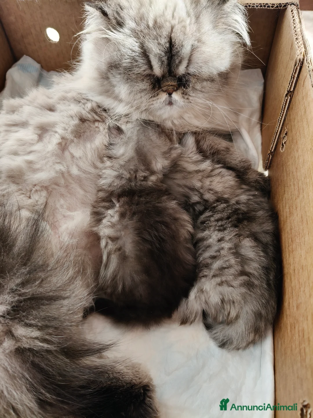 Persiano gatti in vendita: Cucciolata persiani Chinchilla  - Annuncio 2