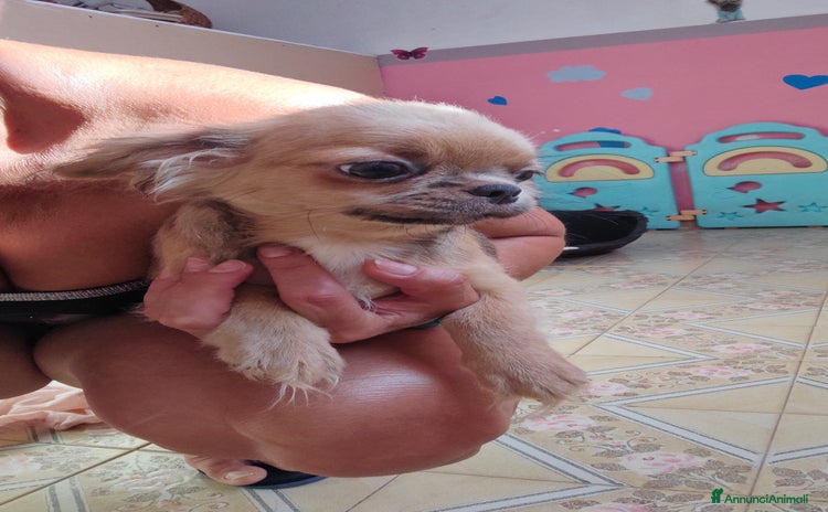 Chihuahua cani a Provincia di Ferrara - Annuncio 3