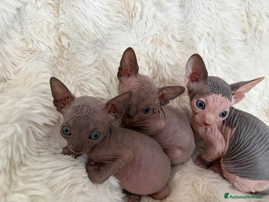 Sphynx gatti in vendita: Sphynx gatto nudo - Annuncio 4