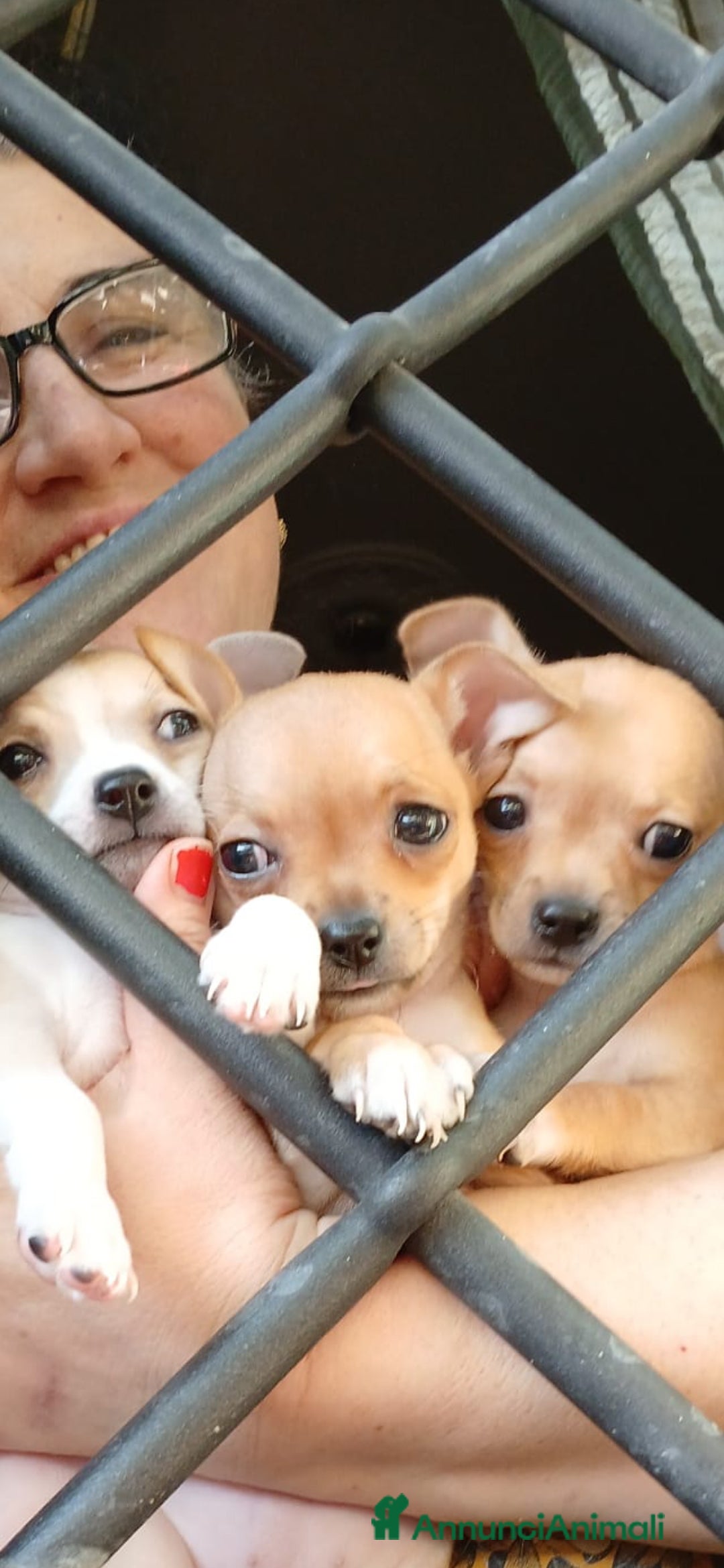 Chihuahua cani in vendita: Chihuahua Cuccioli stupendi a Città metropolitana di Roma Capitale - Immagine 20