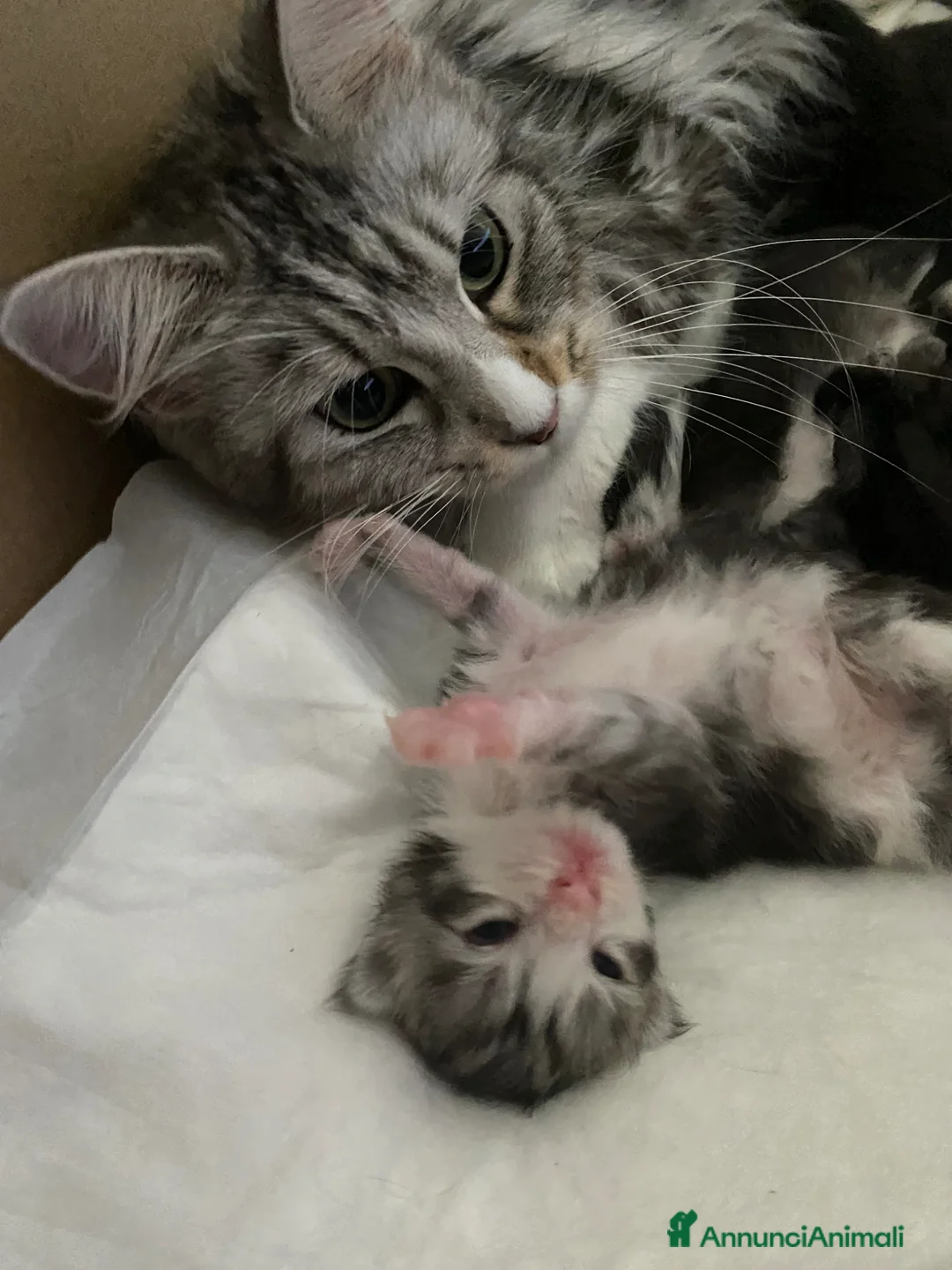 Maine Coon gatti in vendita: Maschietto Maine Coon  - Annuncio 2