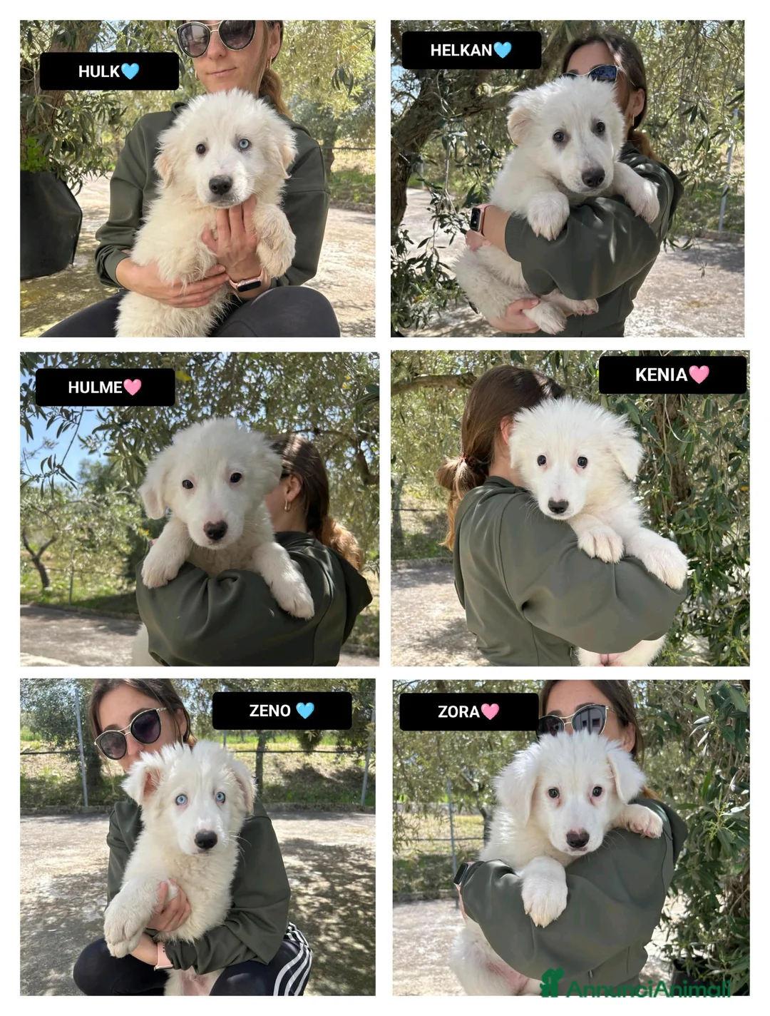 Meticcio cani in regalo: HULK, HELKAN, HULME, KENIA, ZORA E ZENO - Annuncio 1