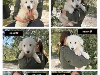 Meticcio cani HULK, HELKAN, HULME, KENIA, ZORA E ZENO - Annuncio 8