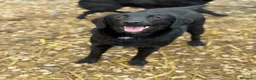 Meticcio cani in regalo: LAJKA e KAJLA, dolci cucciole invisibili. - Annuncio 5