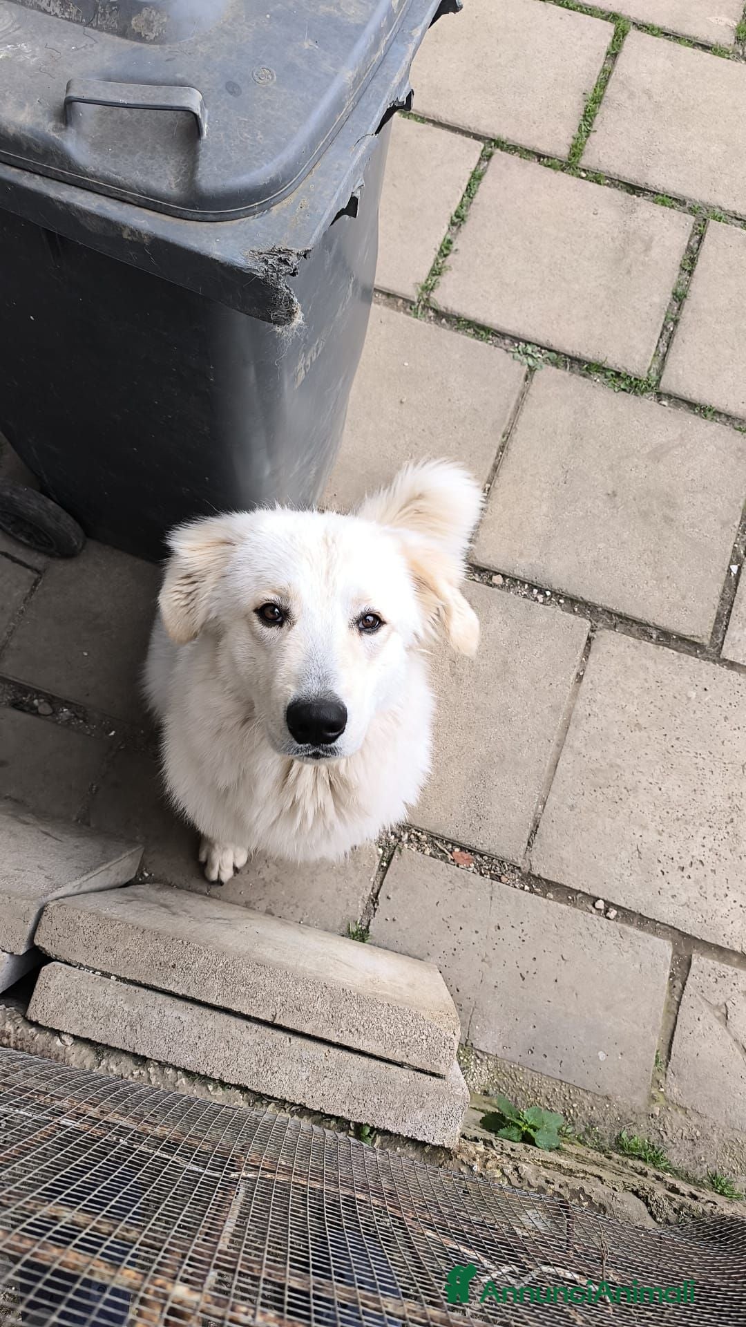 Pastore Abbruzzese Maremmano cani Regalo un cucciolo pastore maremmano  - Annuncio 17
