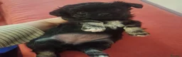 Meticcio cani in vendita: Bellissimi cuccioli piccola TAGLIA - Annuncio 2