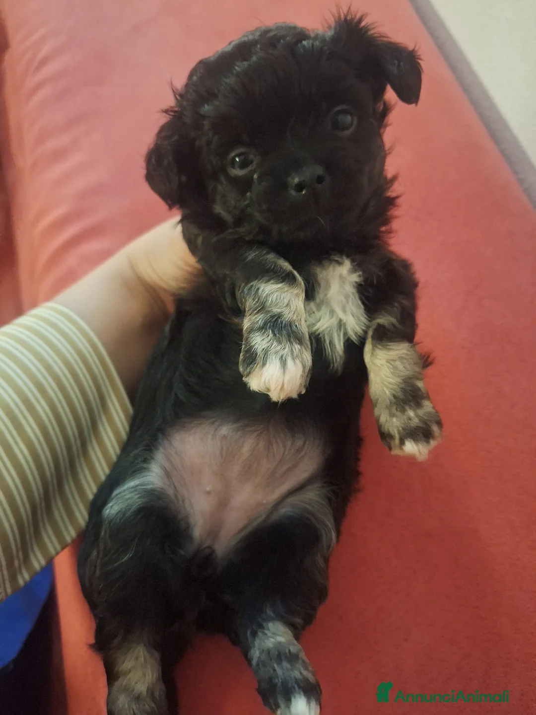 Meticcio cani in vendita: Bellissimi cuccioli piccola TAGLIA - Annuncio 2