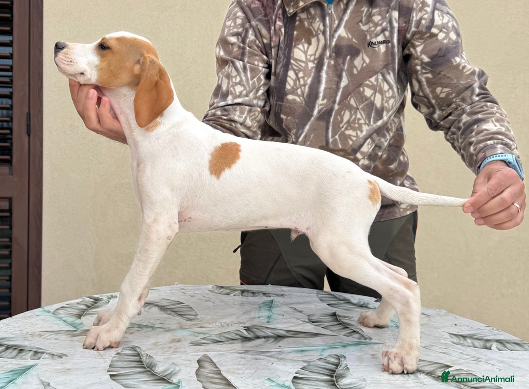 Pointer cani in vendita: Pointer inglese in prov di Ragusa - Annuncio 2