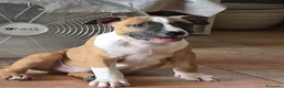 American Staffordshire cani in vendita: Cucciolo Amstaff  - Annuncio 4