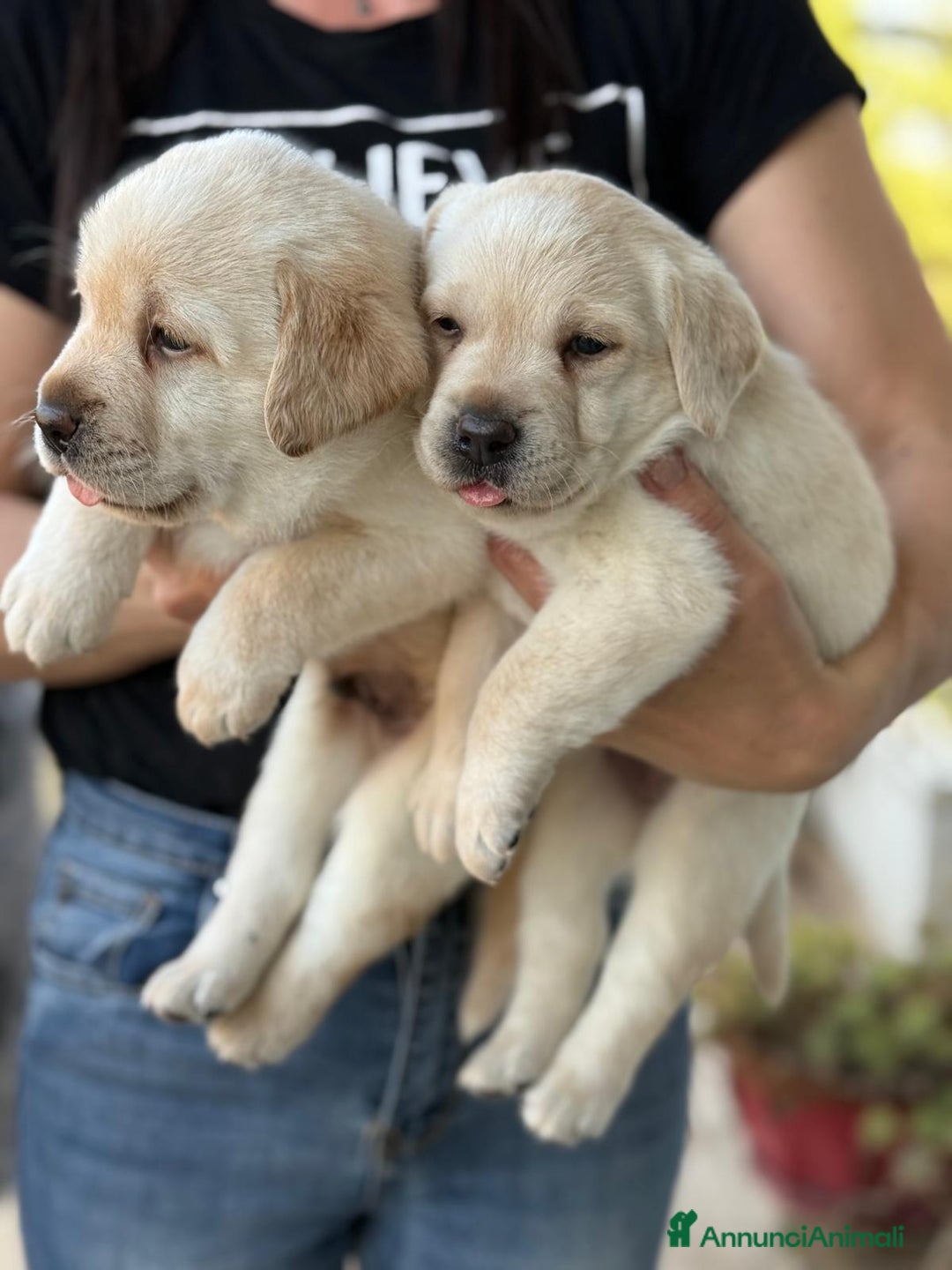 Labrador cani in vendita: Cuccioli Labrador  a Provincia di Perugia - Immagine 9
