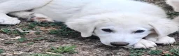 Pastore Abbruzzese Maremmano cani in vendita: Cucciolo di Pastore Maremmano-Abruzzese Maschio - Annuncio 5