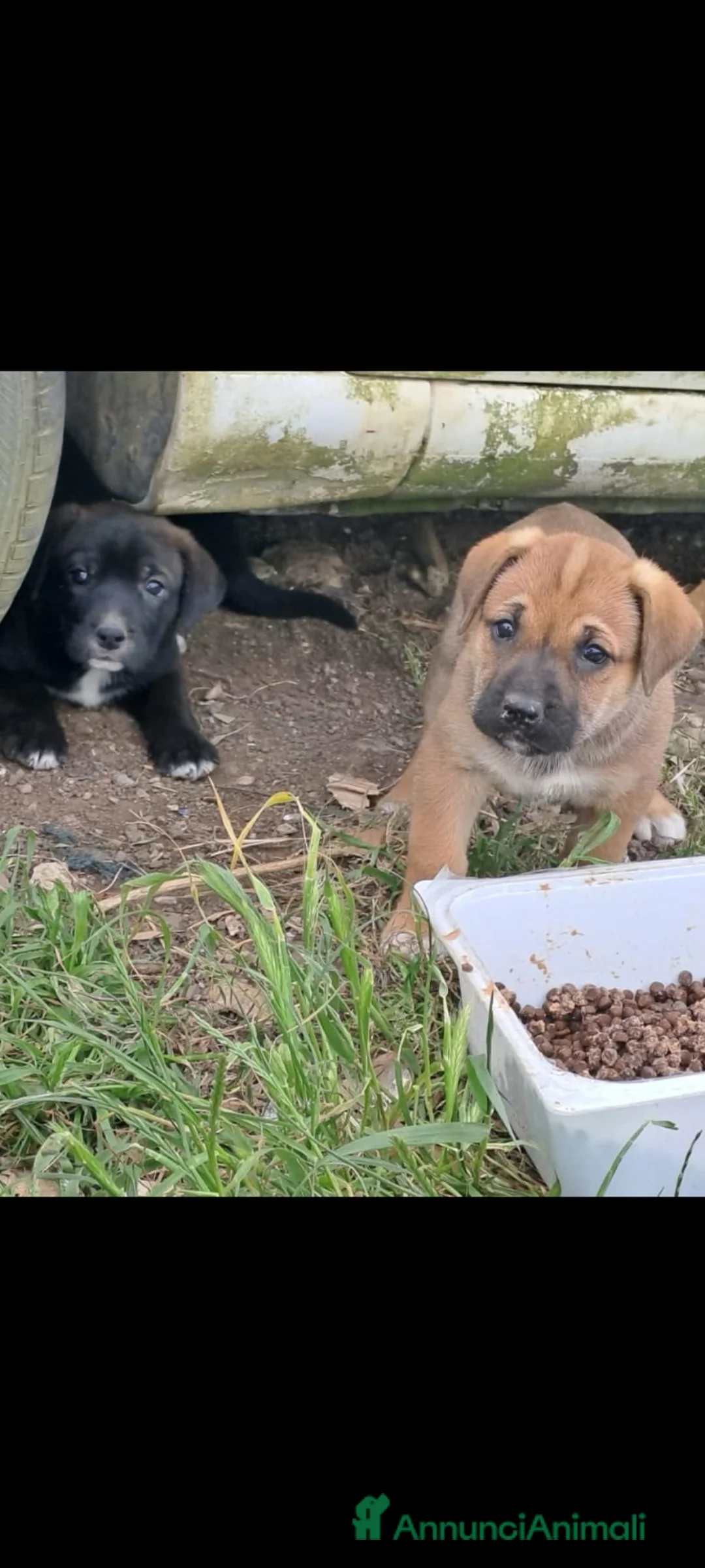 Meticcio cani in regalo: Cuccioli  - Annuncio 1