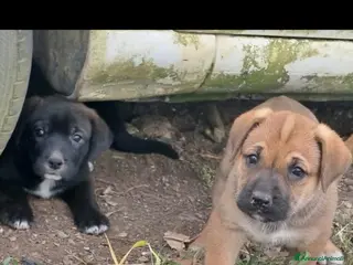 Meticcio cani Cuccioli - Annuncio 22